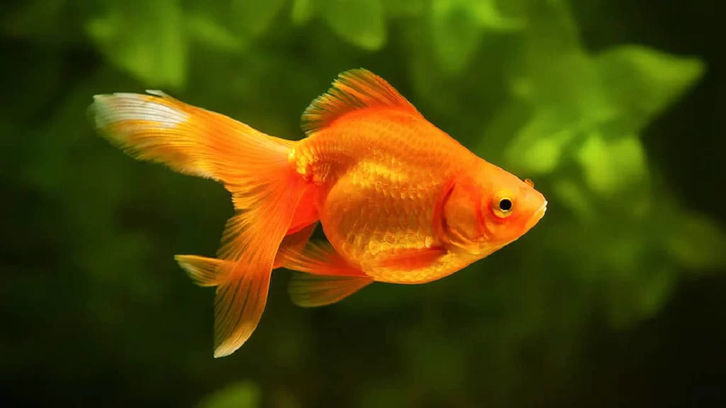 A small Gold Fish swimming through a fish tank with a green plant behind it.